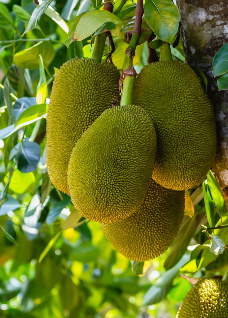 Jackfruit